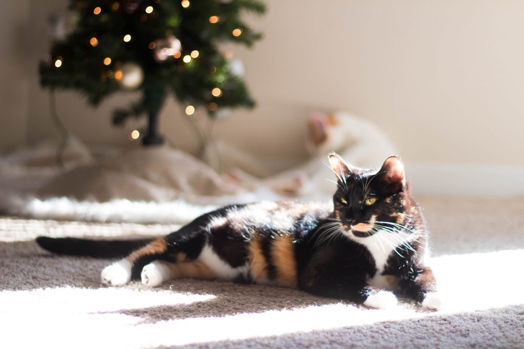 How To Keep Your Cats Away From Your Christmas Tree Taylor, Lately