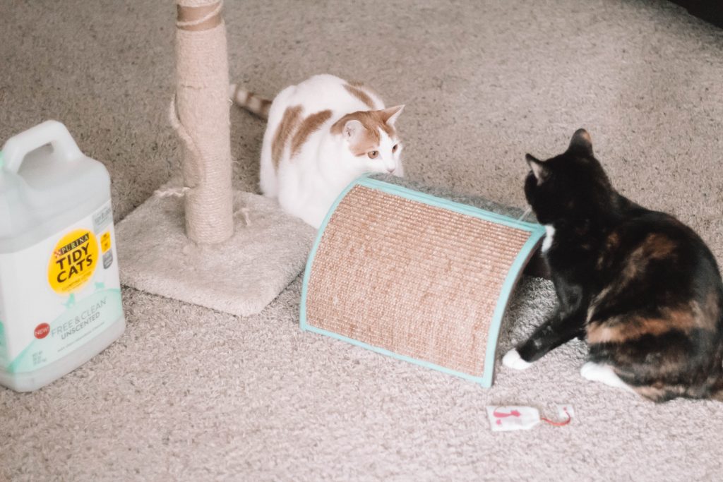 5 Tried & True Products YOU NEED For Your Feline Friends